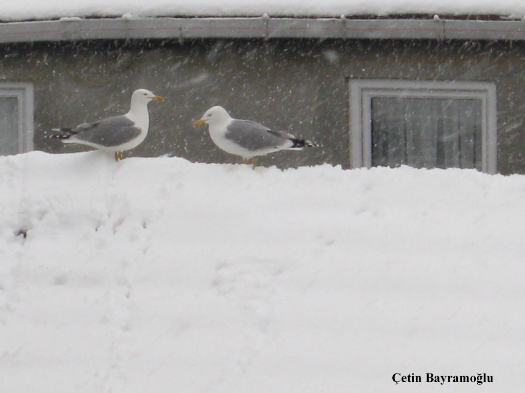Mevcut görselin alternatif metni yok. Dosya adı: f023.jpg