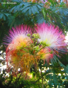 gülibrişim ağacı çiçeği